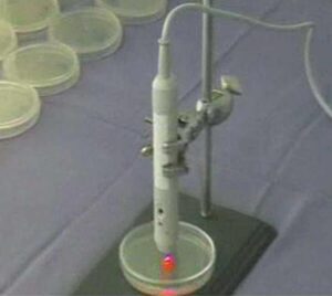 Fungal cells growing on a nutrient plate 2